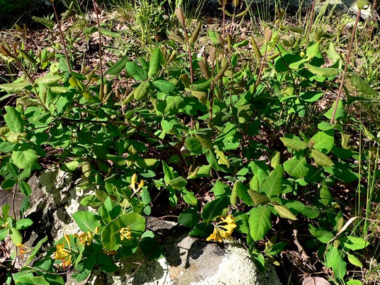 {Lonicera flava}